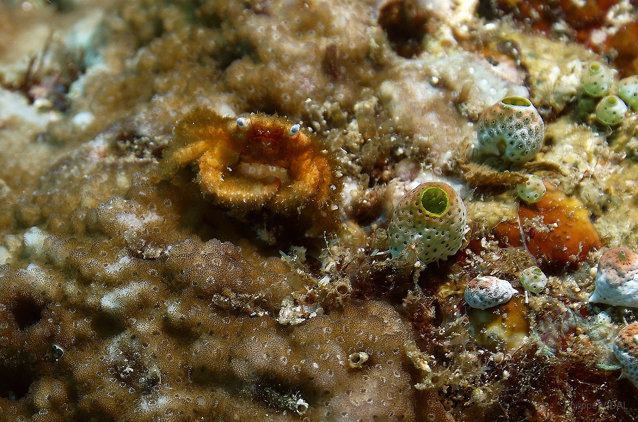 Raja Ampat 2016 - Cymo quadrilobatus - Blue eyed coral crab - Crabe corail  aux yeux bleus - IMG_5156_rc.jpg